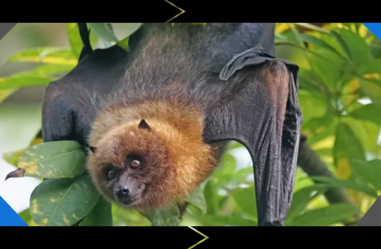 Nipah-Virus-Alarm: Was Deutschland und Europa wissen müssen, während ein seltenes tödliches Virus weltweit Aufmerksamkeit erregt