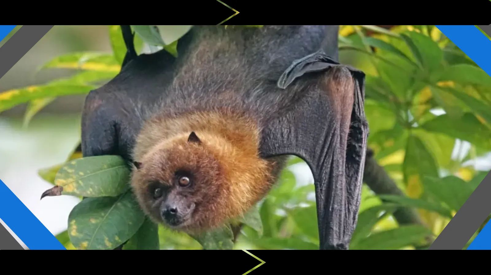 Nipah-Virus
